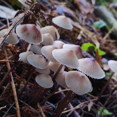 Mycena zephirus