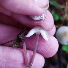 Mycena zephirus