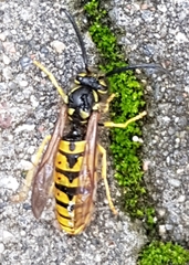 Vespula germanica