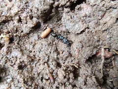 Odontomachus
