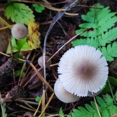 Mycena zephirus