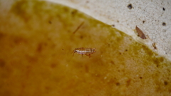 Blattodea