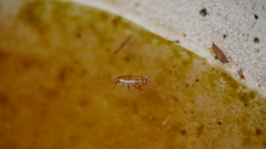 Blattodea