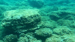 Sparus auratus