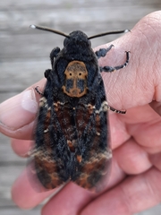 Acherontia atropos