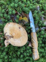 Lactarius salmonicolor