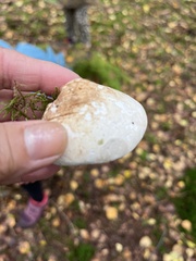 Lactarius pubescens