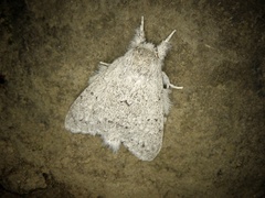 Cnethodonta grisescens