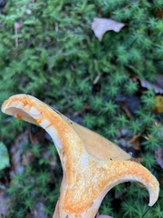 Lactarius salmonicolor