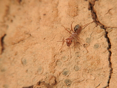 Cataglyphis bombycina
