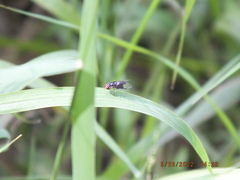 Ocyptamus dimidiatus