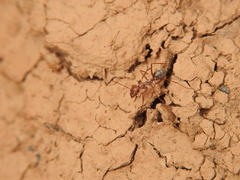 Cataglyphis bombycina