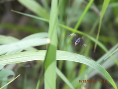 Ocyptamus dimidiatus
