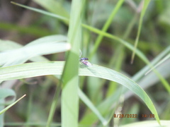 Ocyptamus dimidiatus