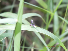 Ocyptamus dimidiatus