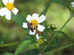 Dielis trifasciata