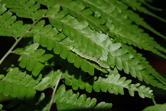 Callopistria repleta