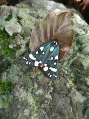 Callimorpha dominula