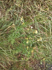 Jacobaea