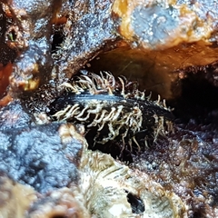 Gregariella petagnae