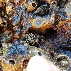 Gregariella petagnae