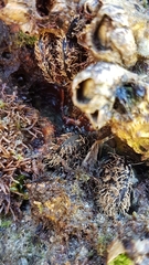 Gregariella petagnae