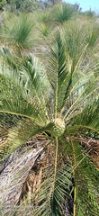 Macrozamia riedlei