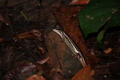 Sphenomorphus incognitus