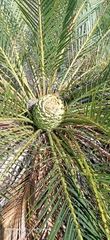 Macrozamia riedlei
