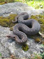 Vipera seoanei