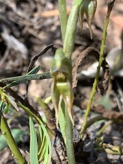 Pterostylis praetermissa