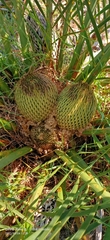 Macrozamia riedlei