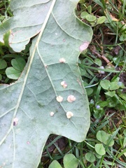 Neuroterus quercusbaccarum