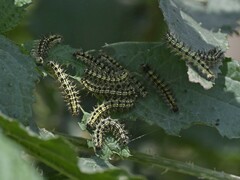 Aglais caschmirensis