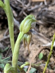 Pterostylis praetermissa