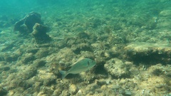 Sparus auratus
