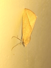 Compsoptera opacaria