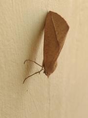 Compsoptera opacaria