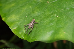 Lebinthus lanyuensis