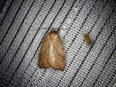 Macrochthonia fervens