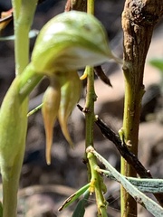 Pterostylis praetermissa