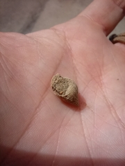 Buccinoidea
