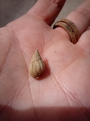 Buccinoidea