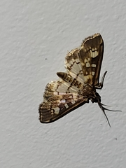 Nomophilini