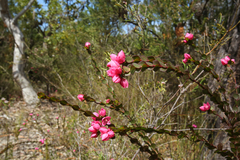 Boronia serrulata
