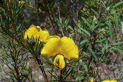 Gompholobium grandiflorum