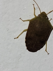 Coleotichus artensis