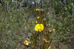 Gompholobium grandiflorum