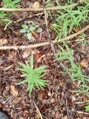 Polygonatum verticillatum
