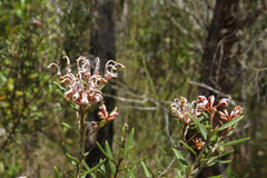 Grevillea sphacelata